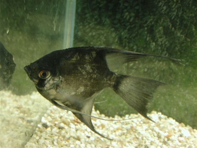 Dactylogyrus, Pseudodactylogyrus, Cleidodiscus